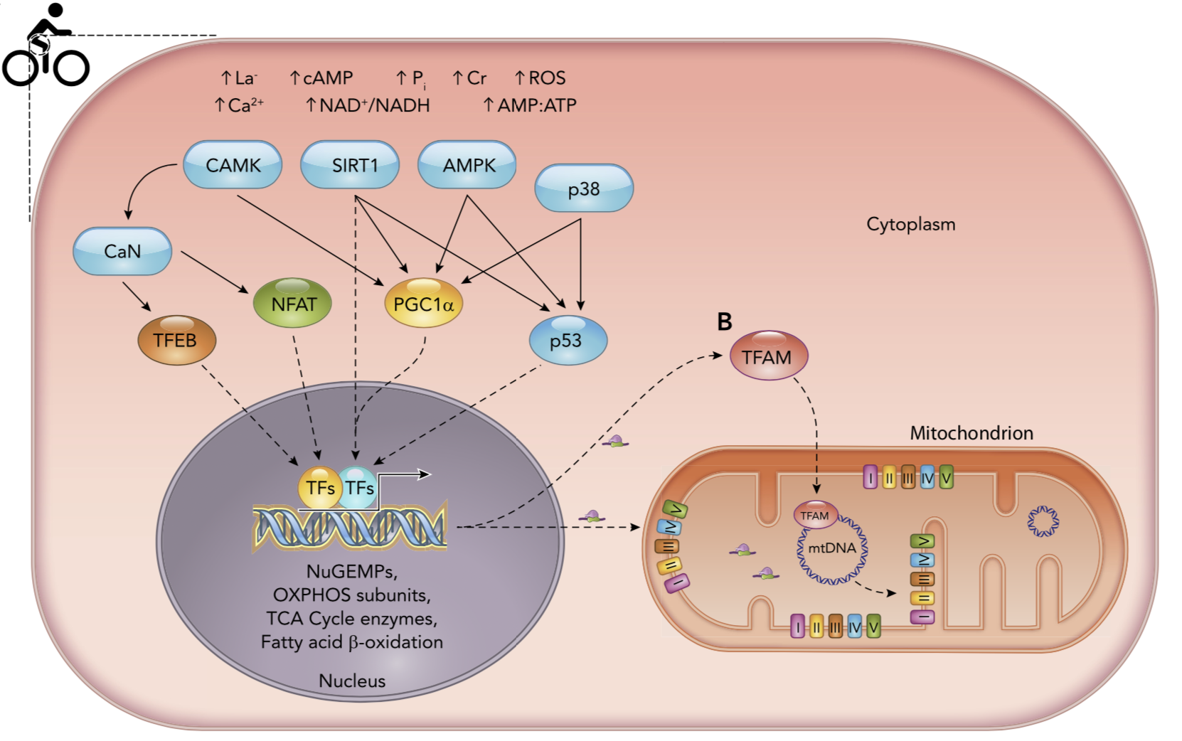 Mecanismos de Biogénesis Mitocondrial - Glut4Science